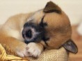 /album/galeria-de-fotos1/c%c3%a3o%20a%20dormir-jpg1/
